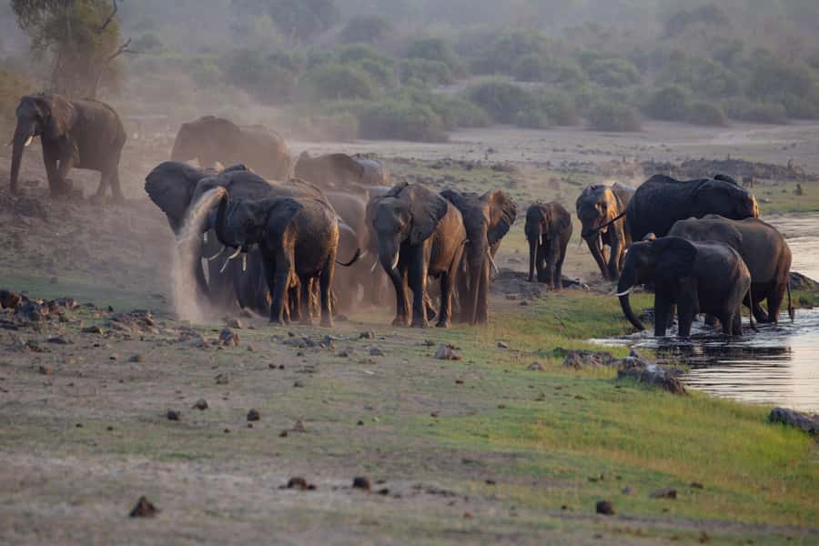 Victoria Falls: Chobe National Park Day Trip with Lunch - Why Chobe makes a worthwhile add-on from Victoria Falls