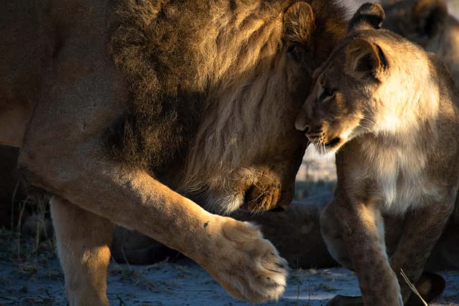 Victoria Falls: Chobe National Park Day Trip with Lunch - Chobe River cruise: the best angle for elephants and hippos