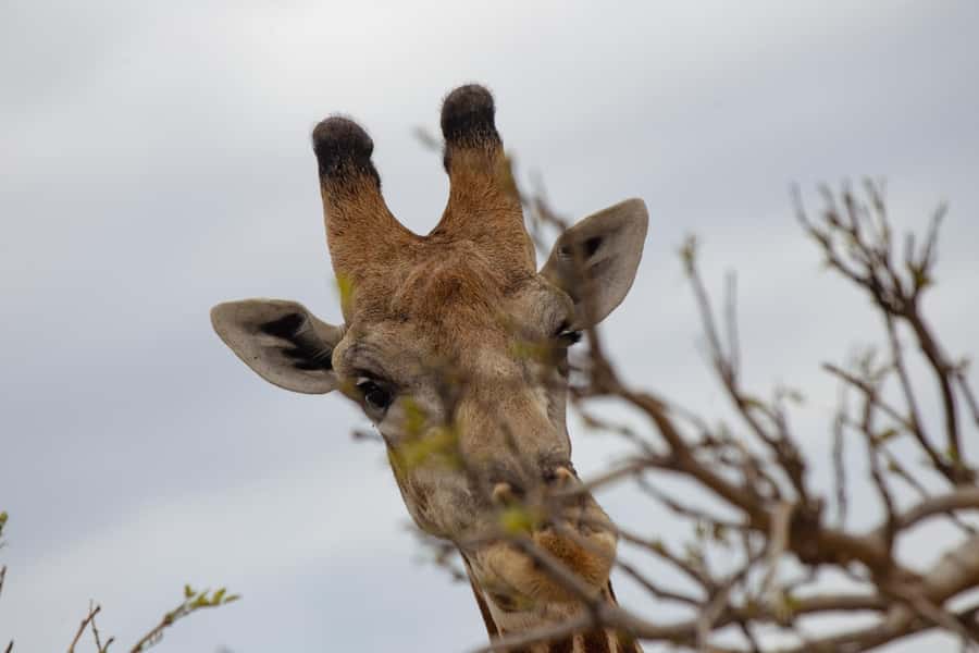 Victoria Falls: Chobe National Park Day Trip with Lunch - Lunch at the lodge, with a useful pause in the middle