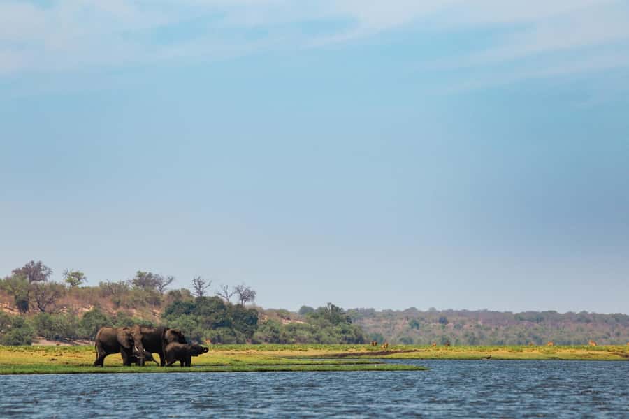 Victoria Falls: Chobe National Park Day Trip with Lunch - The open 4x4 game drive through Chobe National Park