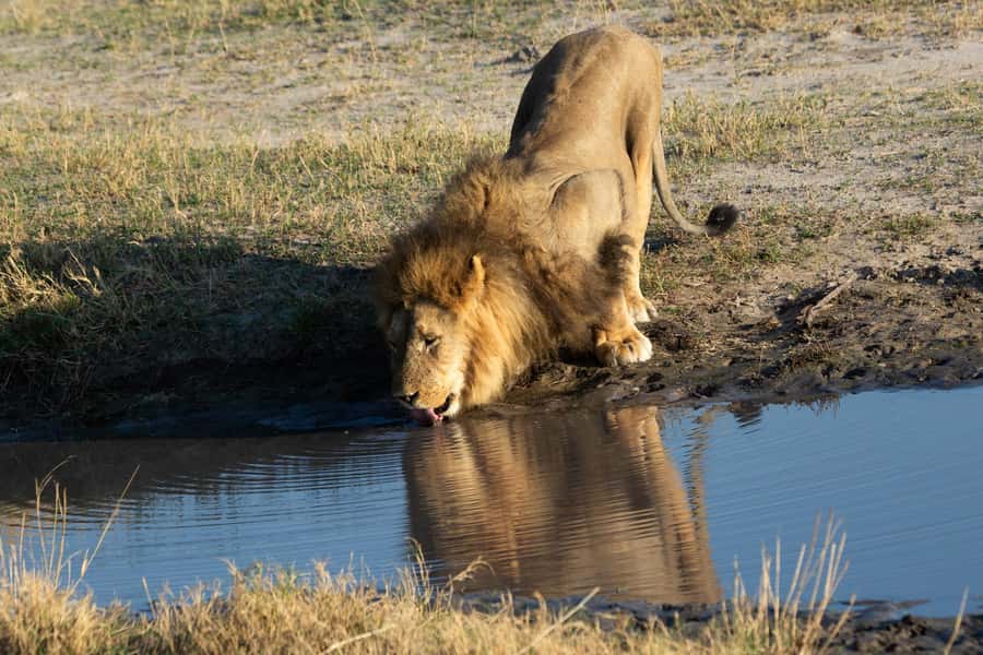 Victoria Falls: Chobe National Park Day Trip with Lunch - How the transport and guiding work