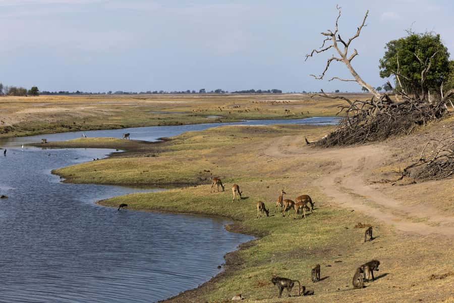 Victoria Falls: Chobe National Park Day Trip with Lunch - Is the USD 170 price good value?