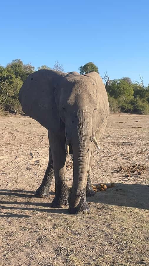 Victoria Falls: Chobe National Park Day Trip with Lunch - Who will enjoy this Chobe day trip most