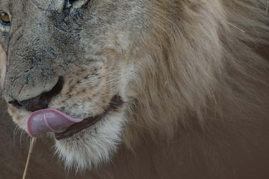 Victoria Falls: Chobe National Park Day Trip with Lunch - The morning pickup and the road to Kazungula