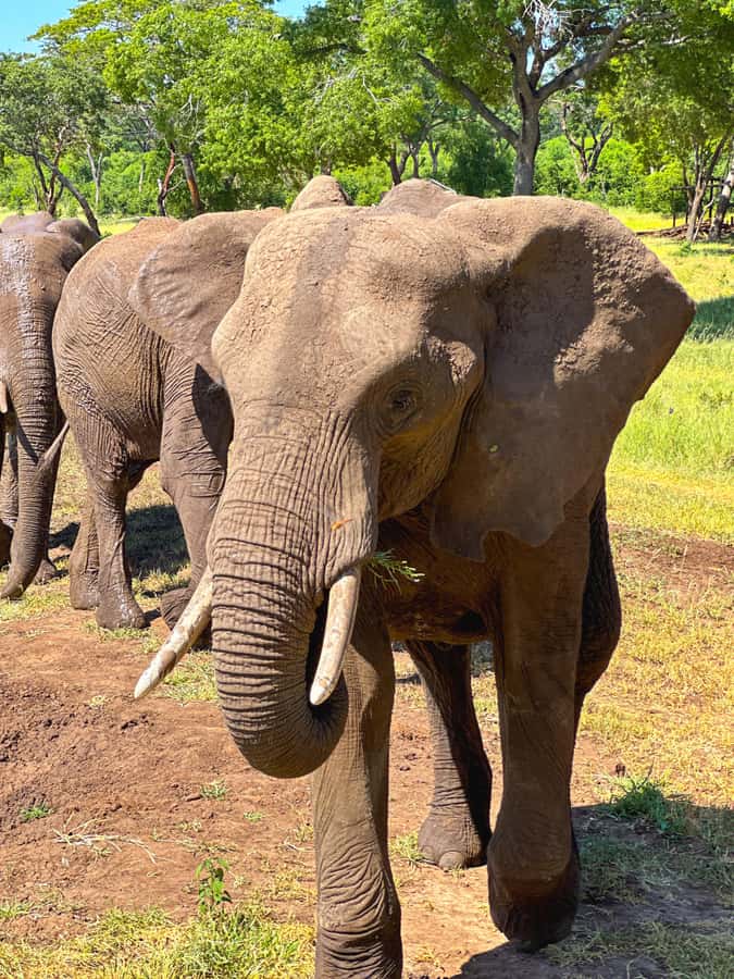 Victoria Falls: Elecrew Through The Eyes Of An Elephant - Through the Eyes of an Elephant