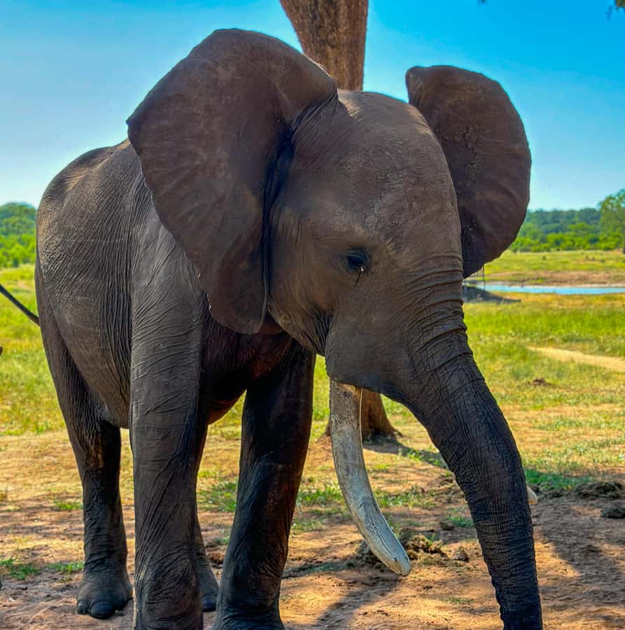 Victoria Falls: Elecrew Through The Eyes Of An Elephant - Meeting the ambassador herd