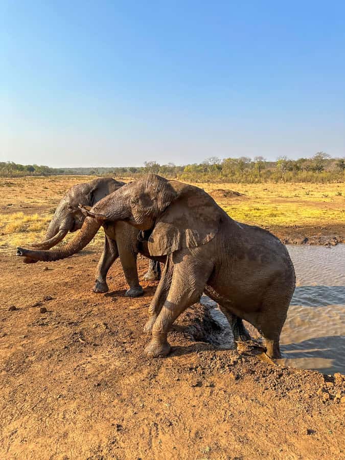 Victoria Falls: Elecrew Through The Eyes Of An Elephant - The walk and the age restriction