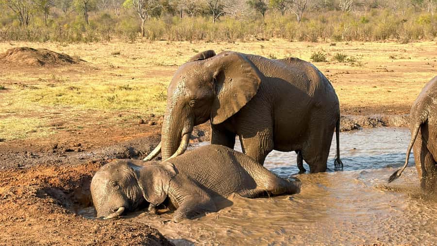 Victoria Falls: Elecrew Through The Eyes Of An Elephant - Refreshments beside the waterhole