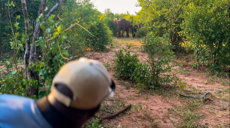 Victoria Falls: Game Walk in the Zambezi National Park - Leaving Victoria Falls for the Zambezi bush