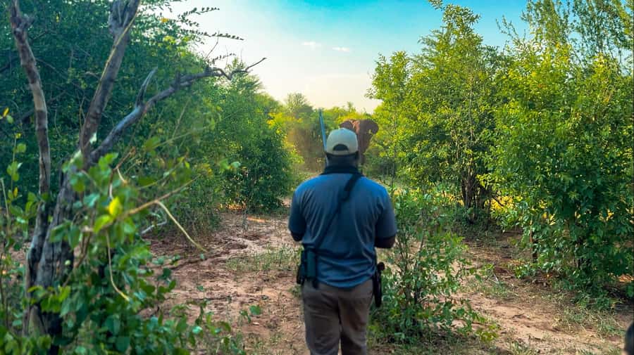 Victoria Falls: Game Walk in the Zambezi National Park - A two-hour walk through Zambezi National Park