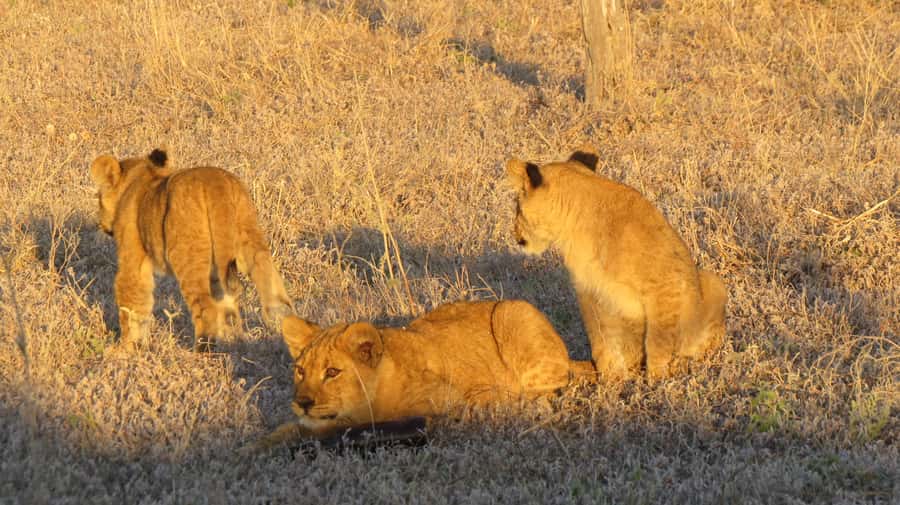 Victoria Falls: Hwange National Park Full-Day Safari - Leaving Victoria Falls before sunrise