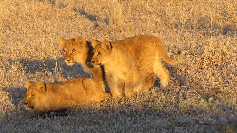 Victoria Falls: Hwange National Park Full-Day Safari - The first two-hour game drive