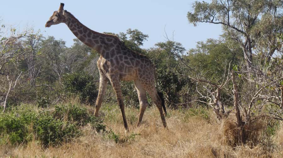 Victoria Falls: Hwange National Park Full-Day Safari - A packed lunch in the park