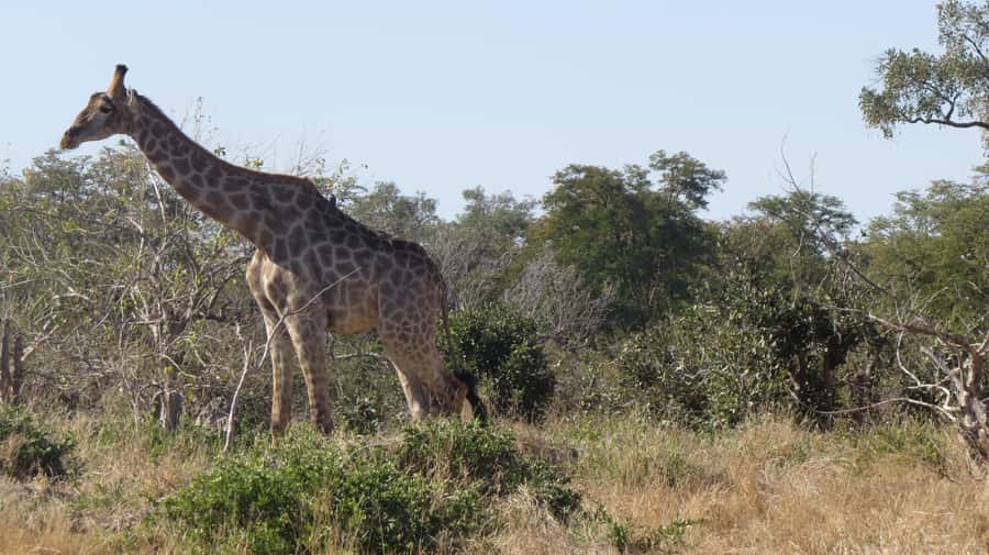 Victoria Falls: Hwange National Park Full-Day Safari - What the $300 price really covers