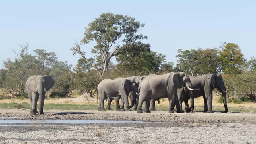 Victoria Falls: Hwange National Park Full-Day Safari - Who will enjoy this safari most