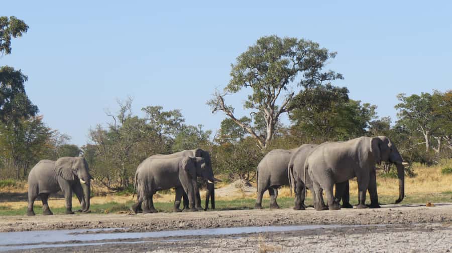 Victoria Falls: Hwange National Park Full-Day Safari - Practical preparation for a better day
