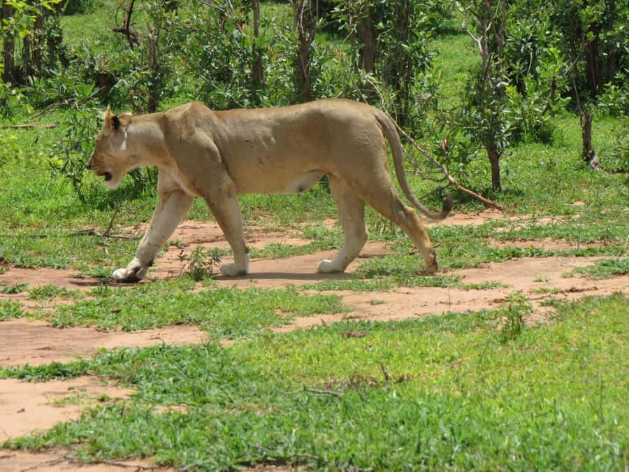 Victoria Falls: Hwange National Park Full-Day Safari - Reaching Hwange National Park and getting oriented