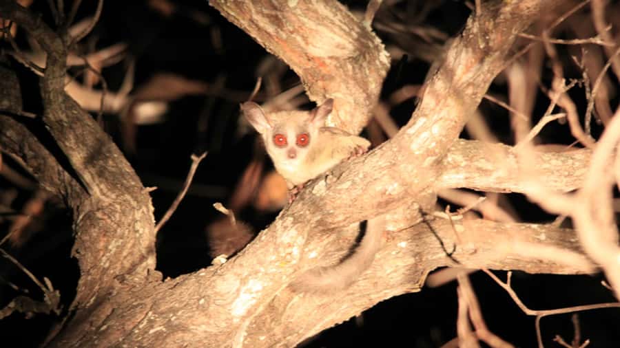 Victoria Falls: Night Game Drive and 3-Course Bush Dinner - Key points at a glance