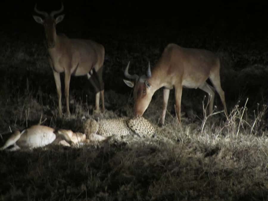 Victoria Falls: Night Game Drive and 3-Course Bush Dinner - Why this night safari works well near Victoria Falls