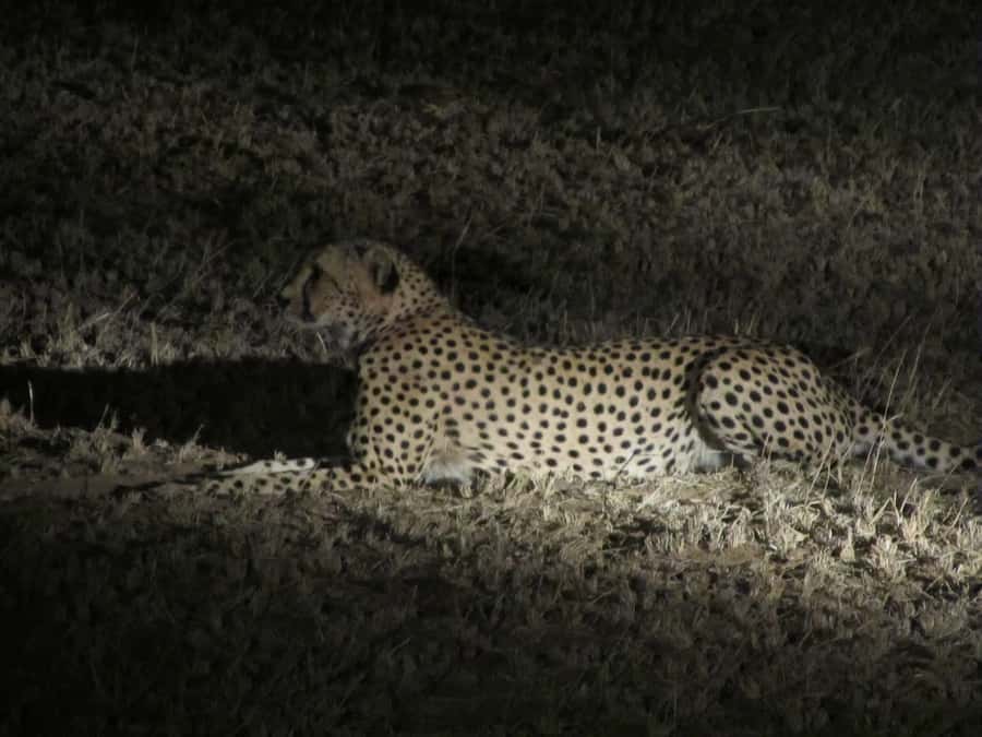 Victoria Falls: Night Game Drive and 3-Course Bush Dinner - Basalt plains, Kalahari sands, and teak forest