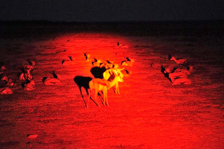 Victoria Falls: Night Game Drive and 3-Course Bush Dinner - Sunset drinks at a useful pause