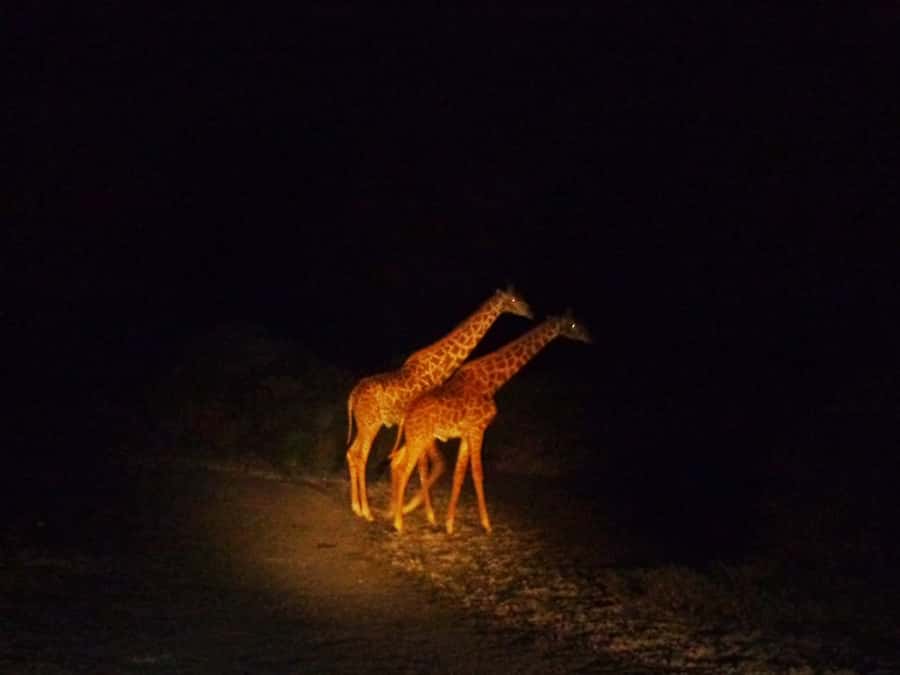 Victoria Falls: Night Game Drive and 3-Course Bush Dinner - Leaving town at 4:00 PM