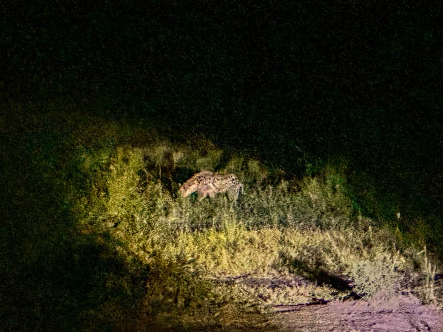 Victoria Falls: Night Game Drive Zambezi National Park - What you might see after dark