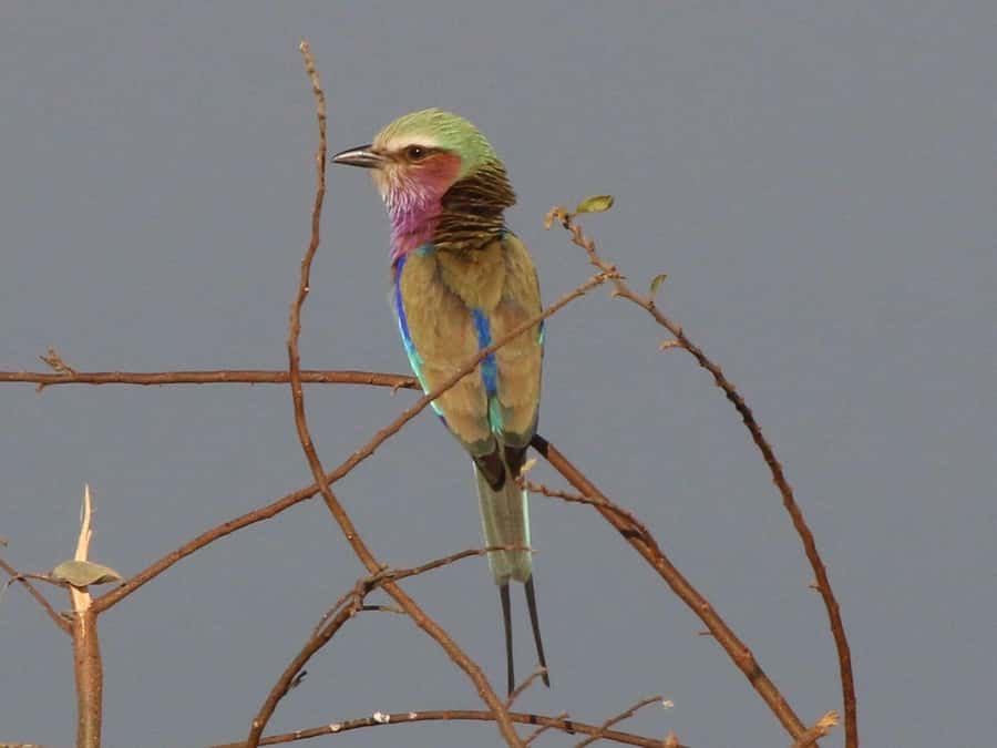 Victoria Falls: Private Birdwatching Safari near the town - The sewage ponds: practical birding with a long species list