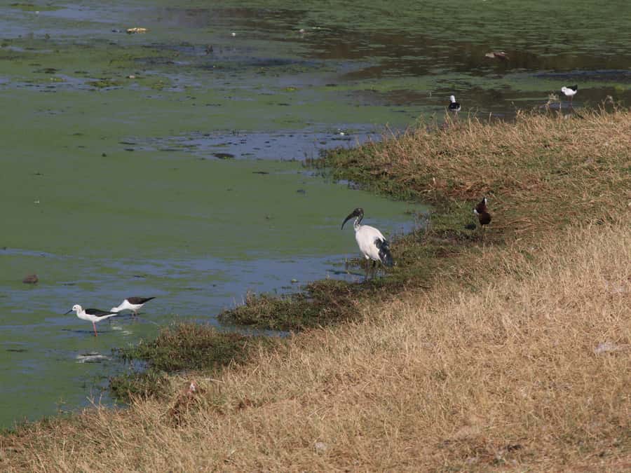 Victoria Falls: Private Birdwatching Safari near the town - The optional Victoria Falls Safari Club stop