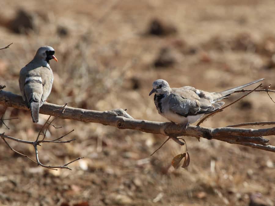 Victoria Falls: Private Birdwatching Safari near the town - Timing, comfort, and what to bring