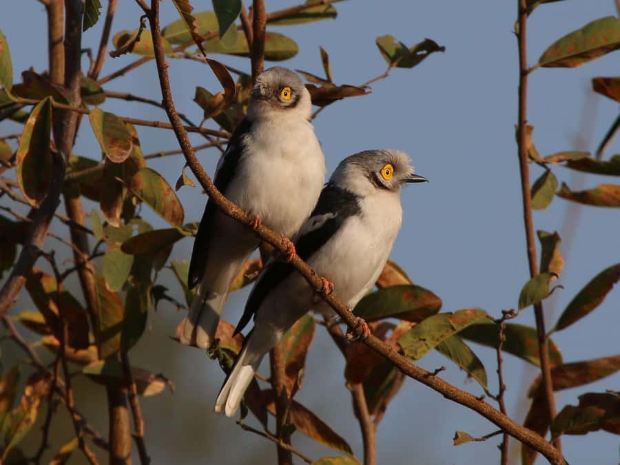 Victoria Falls: Private Birdwatching Safari near the town - Who gets the most from this private safari