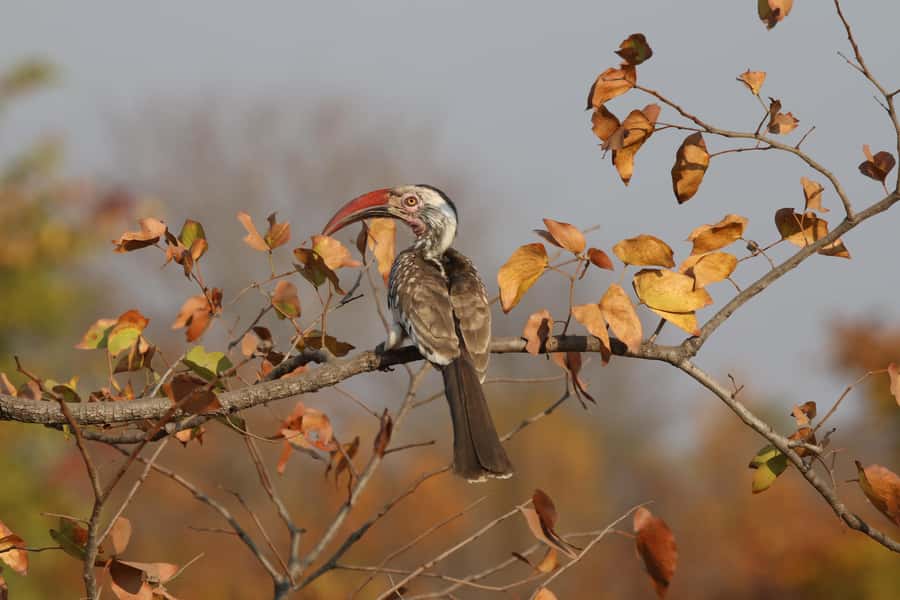Victoria Falls: Private Birdwatching Safari near the town - Starting in Victoria Falls town