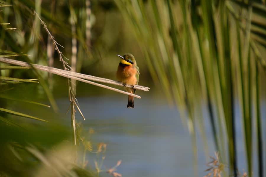 Victoria Falls: Private Sunrise Cruise with Breakfast - Birds, elephants, and the value of a slower view