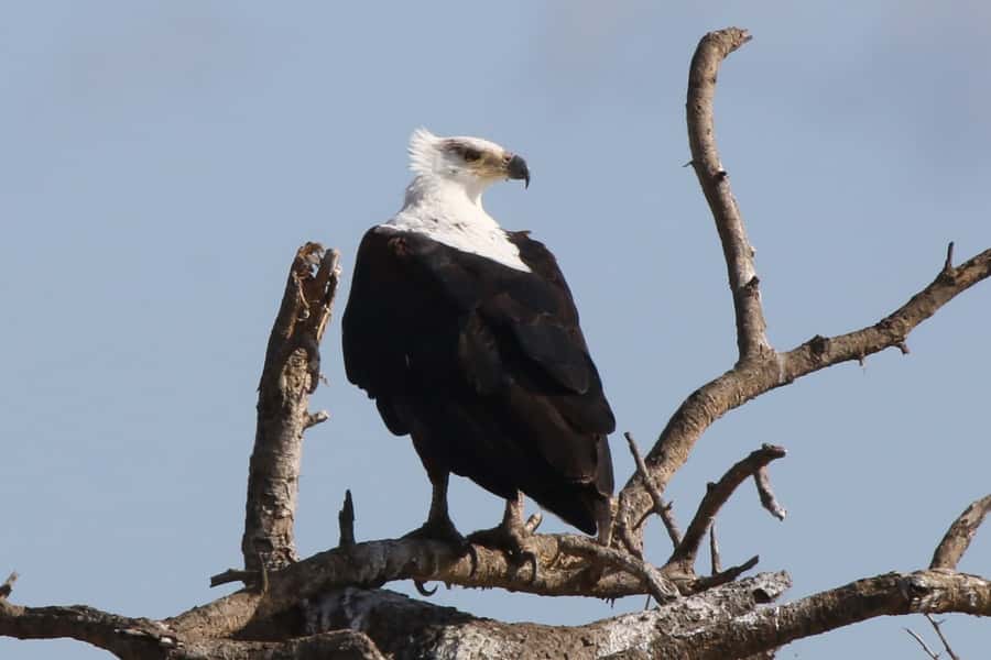 Victoria Falls: Private Zambezi River Birdwatching Safari - Who should book this private Zambezi trip