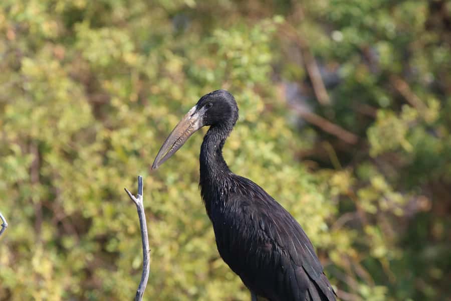 Victoria Falls: Private Zambezi River Birdwatching Safari - The rare birds that make this trip special