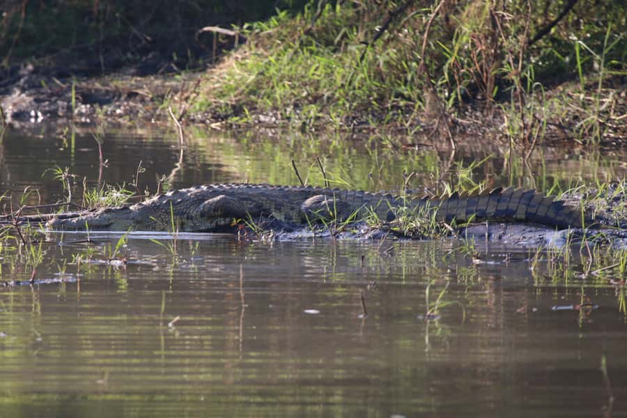 Victoria Falls: Private Zambezi River Birdwatching Safari - Hippos, crocodiles, and animals at the river edge