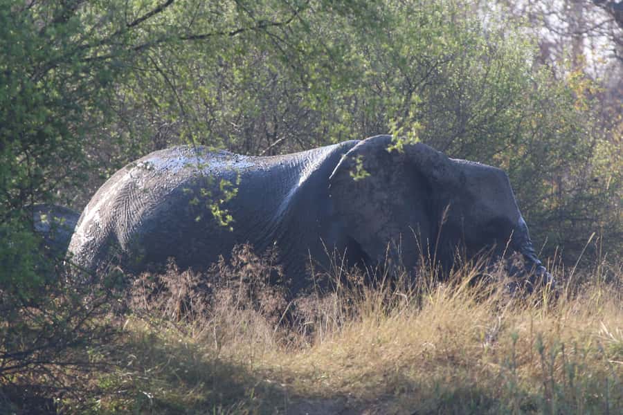 Victoria Falls: Private Zambezi River Birdwatching Safari - Morning light, sunset color, and changing weather