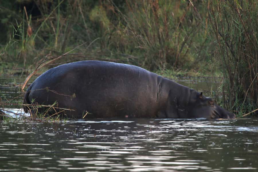 Victoria Falls: Private Zambezi River Birdwatching Safari - Guides who shape the quality of the outing