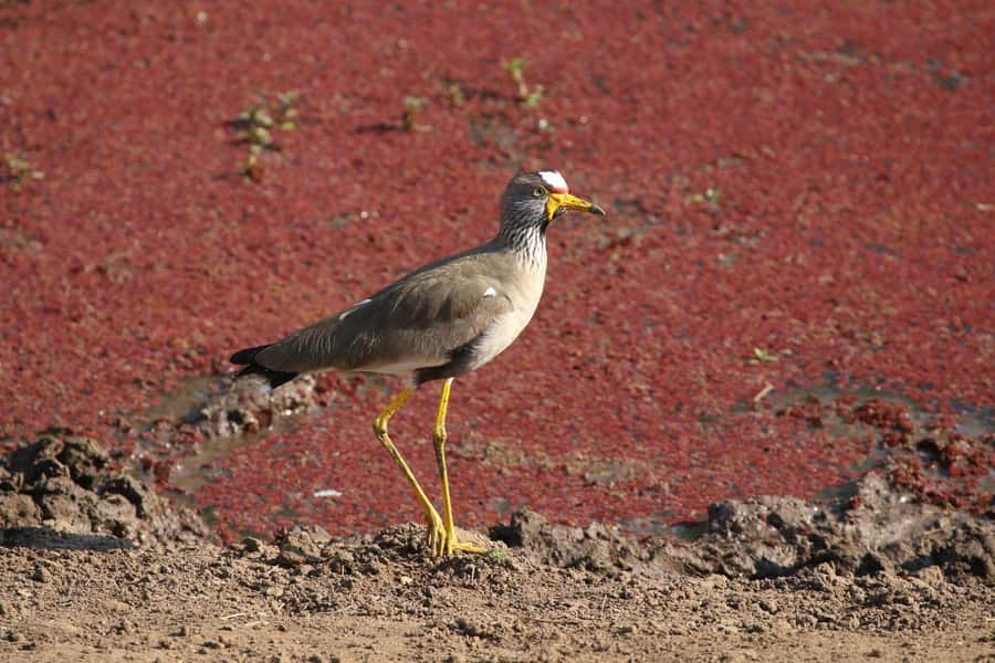 Victoria Falls: Private Zambezi River Birdwatching Safari - What $80 per person buys you