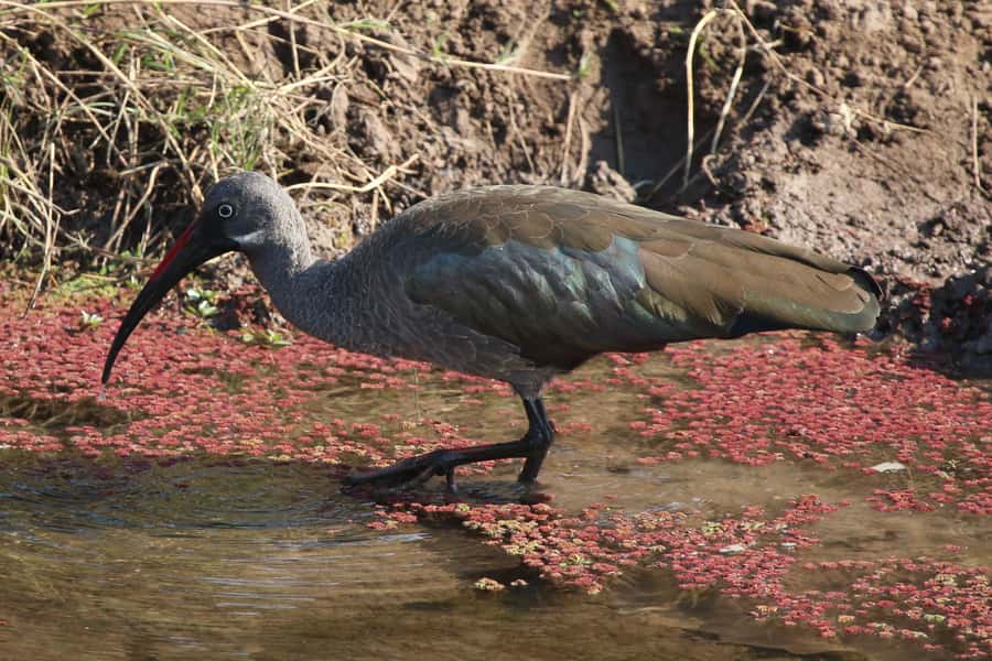 Victoria Falls: Private Zambezi River Birdwatching Safari - How this safari fits into your Victoria Falls plans
