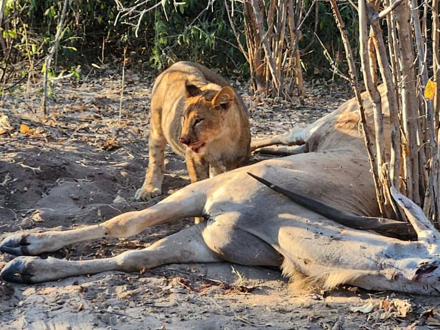 Victoria Falls: Quadripoint and Chobe Day Trip with Lunch - Key points to know before you book