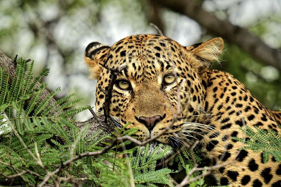 Victoria Falls: Quadripoint and Chobe Day Trip with Lunch - Why Chobe makes sense from Victoria Falls