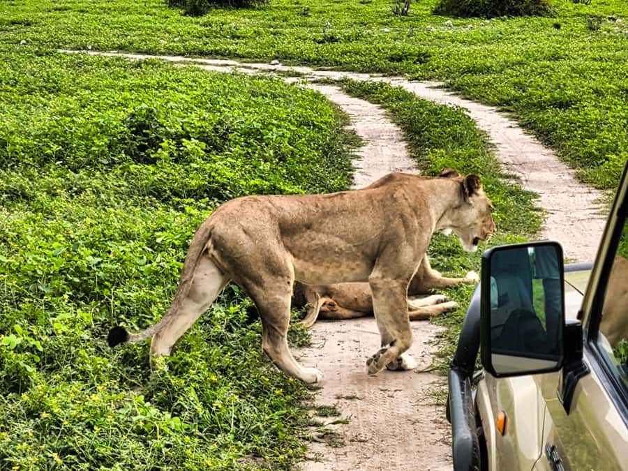 Victoria Falls: Quadripoint and Chobe Day Trip with Lunch - From open 4x4 to riverside lunch
