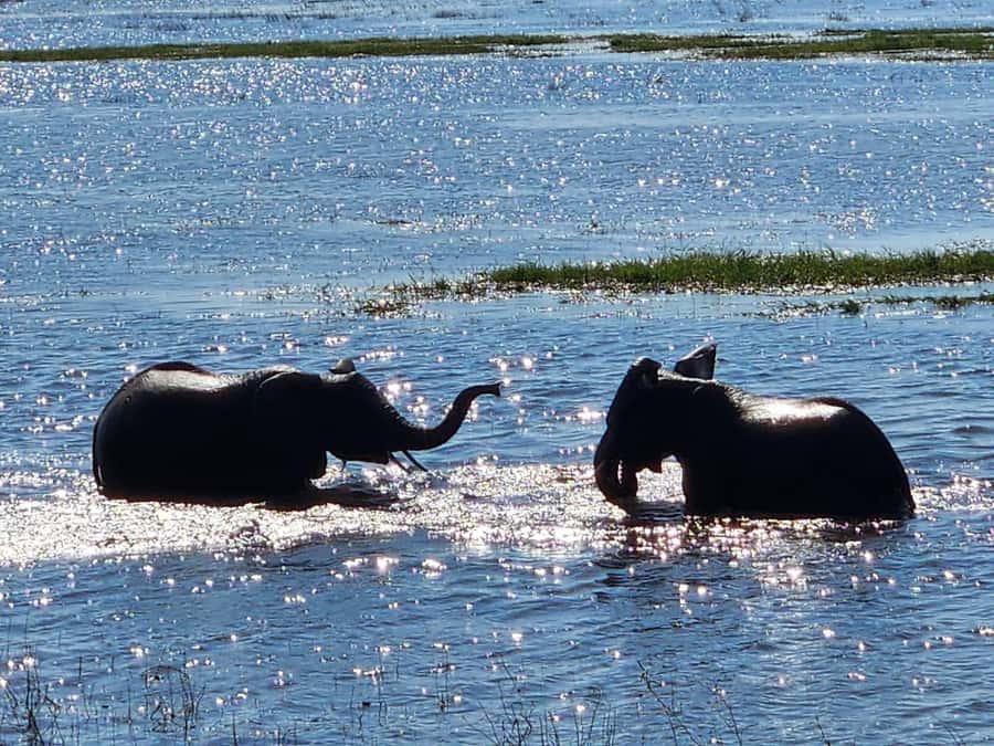 Victoria Falls: Quadripoint and Chobe Day Trip with Lunch - Is $235 a fair price?