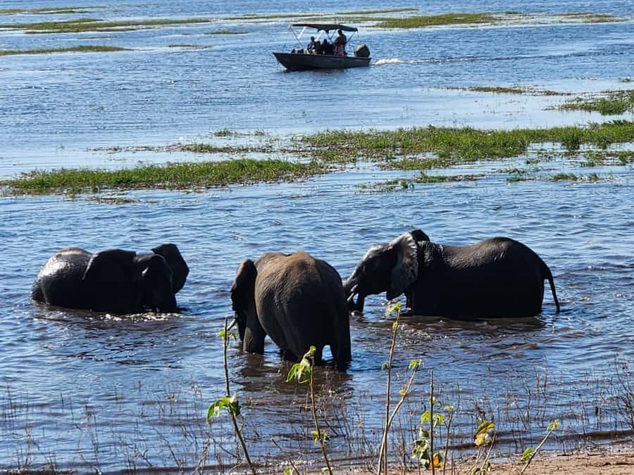 Victoria Falls: Quadripoint and Chobe Day Trip with Lunch - Who will enjoy this Chobe day trip?