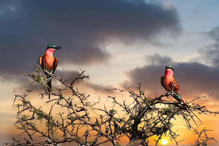 Victoria Falls: Quadripoint and Chobe Day Trip with Lunch - Should you book the Victoria Falls to Chobe trip?