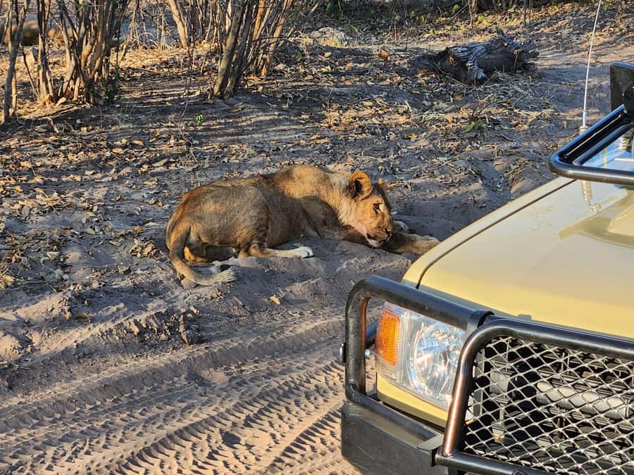 Victoria Falls: Quadripoint and Chobe Day Trip with Lunch - The three-hour Chobe game drive