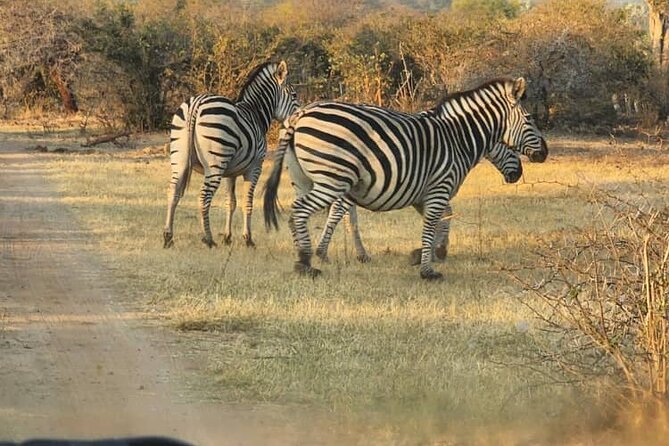 Victoria Falls Safari Tour Full Day - Key points to know before booking