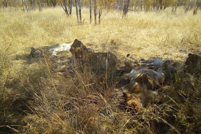 Victoria Falls Safari Tour Full Day - Why this full-day plan works