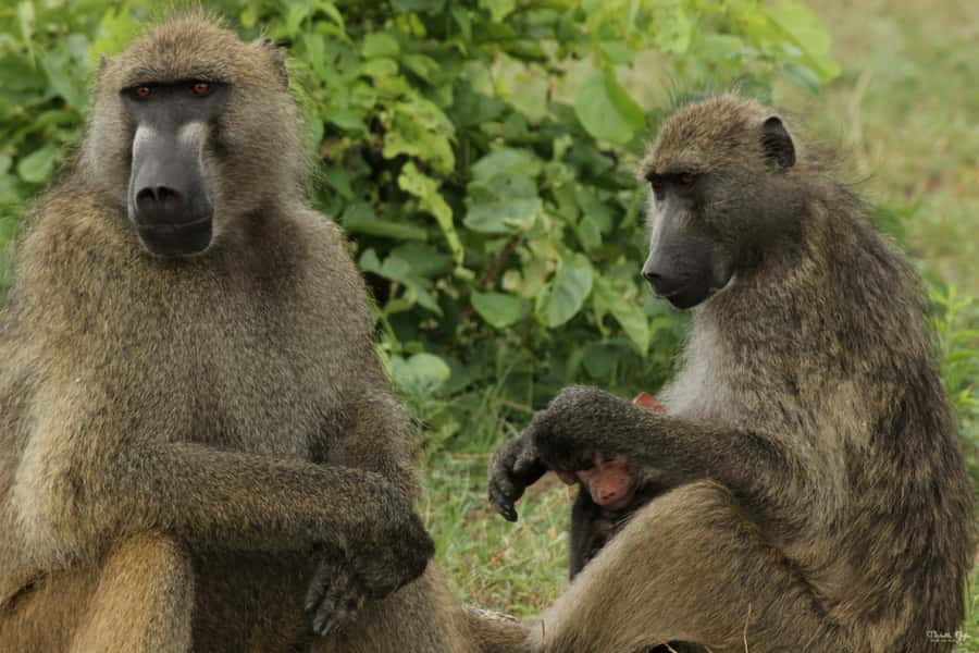 Victoria Falls Safari with Lunch and Sunset Cruise - Why this full-day Victoria Falls plan works